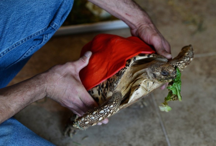 Illustration de l'article : L'impression 3D au secours d'une tortue