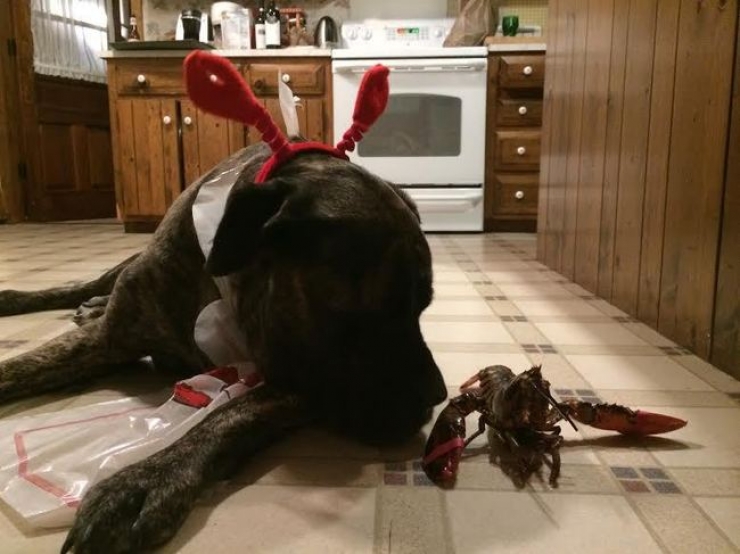 Illustration de l'article : On lui apprend que son chien a un cancer et elle d&eacute;cide de faire quelque chose d'incroyable pour lui...