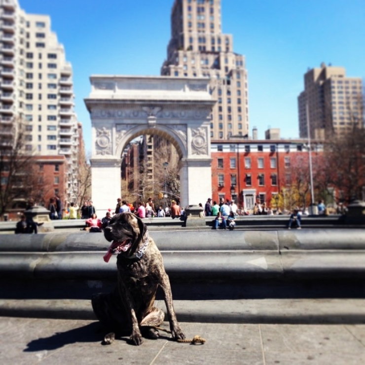Illustration de l'article : On lui apprend que son chien a un cancer et elle d&eacute;cide de faire quelque chose d'incroyable pour lui...