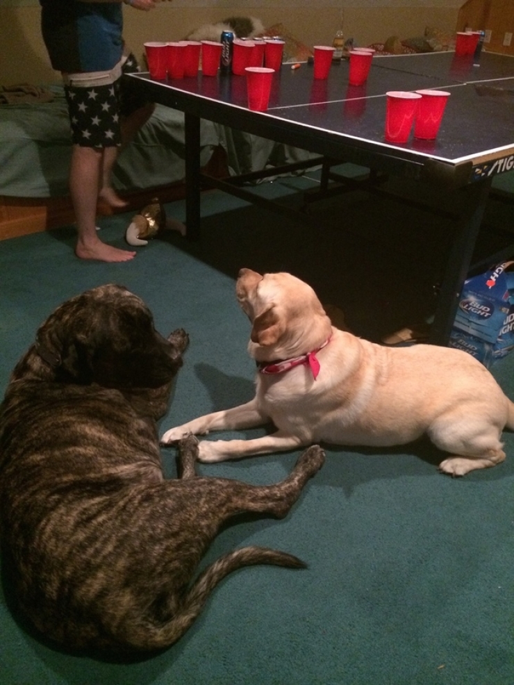 Illustration de l'article : On lui apprend que son chien a un cancer et elle d&eacute;cide de faire quelque chose d'incroyable pour lui...