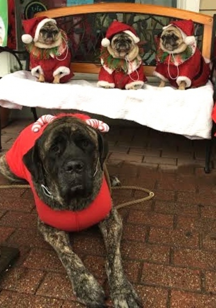 Illustration de l'article : On lui apprend que son chien a un cancer et elle d&eacute;cide de faire quelque chose d'incroyable pour lui...