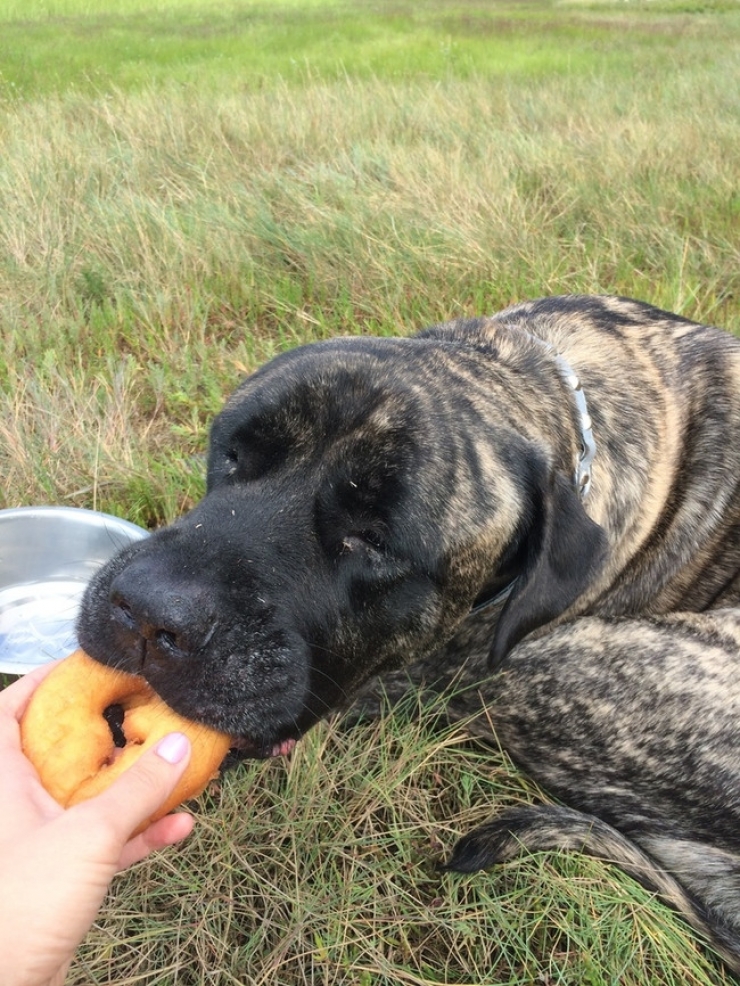 Illustration de l'article : On lui apprend que son chien a un cancer et elle d&eacute;cide de faire quelque chose d'incroyable pour lui...