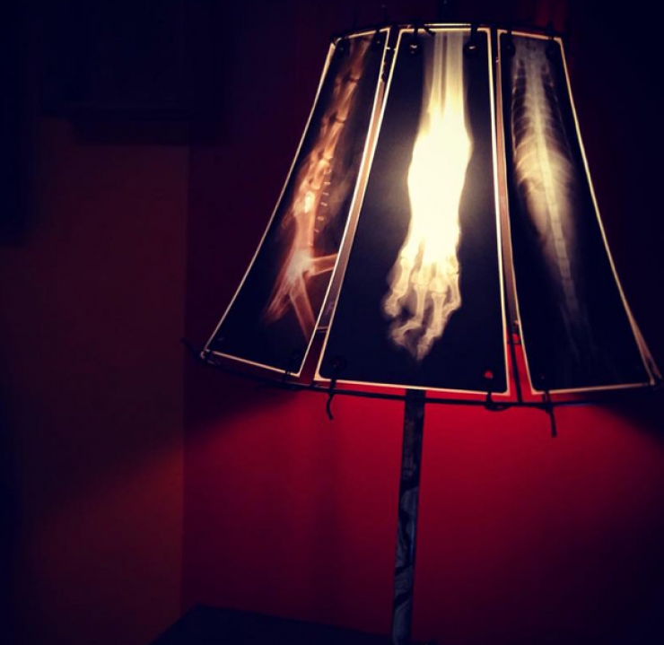 Illustration de l'article : Elle crée des lampes avec des radiographies d'animaux