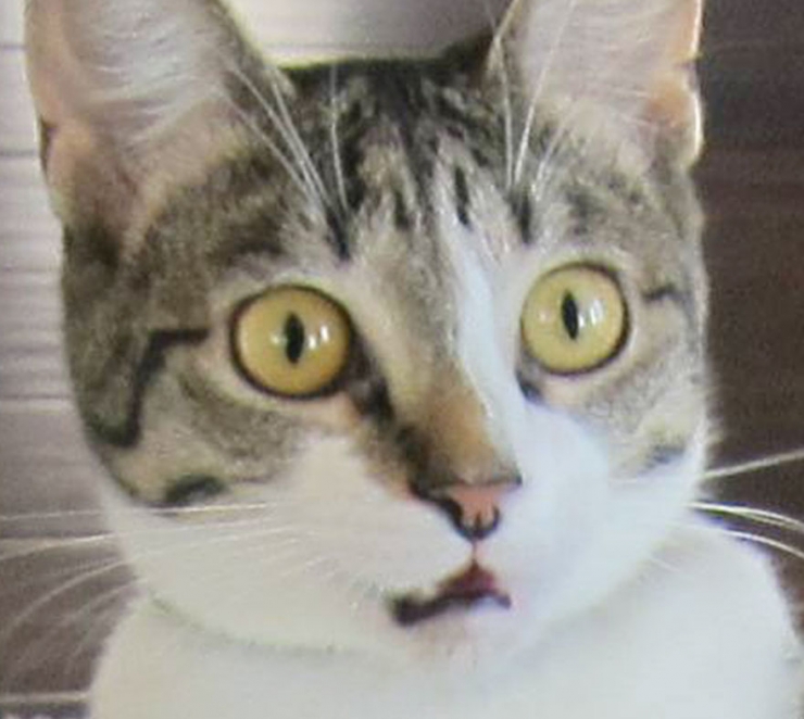 Illustration de l'article : Un couple oublie de pr&eacute;venir le chat qu'ils ont eu un b&eacute;b&eacute;