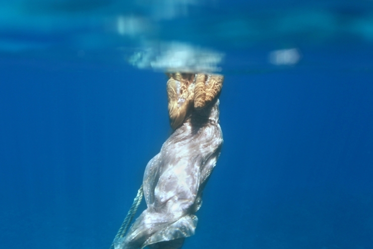 Illustration de l'article : Ne voulant pas de photos de mariage banales, ils immortalisent le moment sous l'eau !