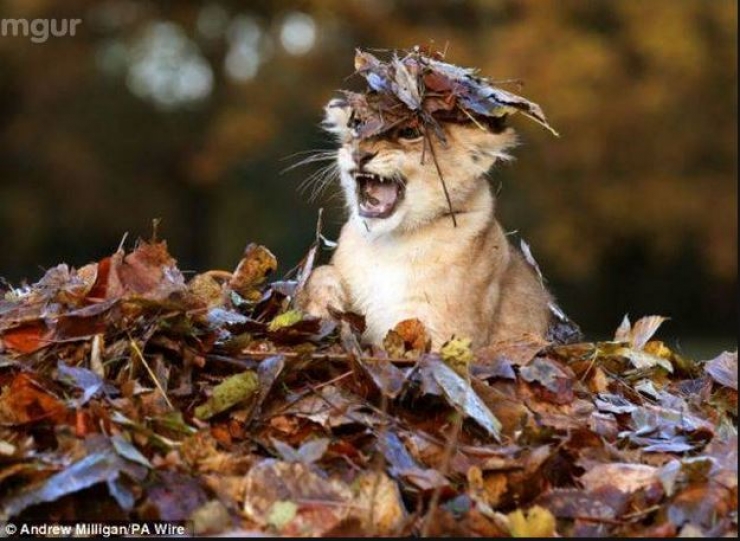 Illustration de l'article : 15 animaux qui jouent les gros durs, mais qui sont tellement mignons