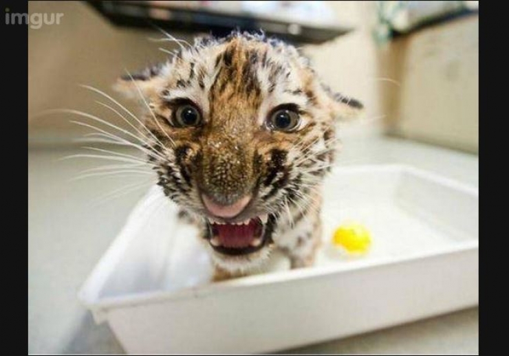 Illustration de l'article : 15 animaux qui jouent les gros durs, mais qui sont tellement mignons