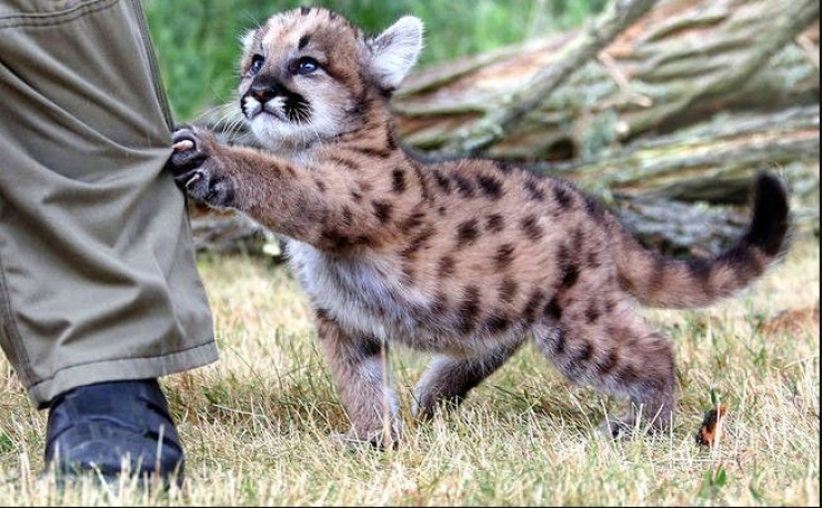 Illustration de l'article : 15 animaux qui jouent les gros durs, mais qui sont tellement mignons