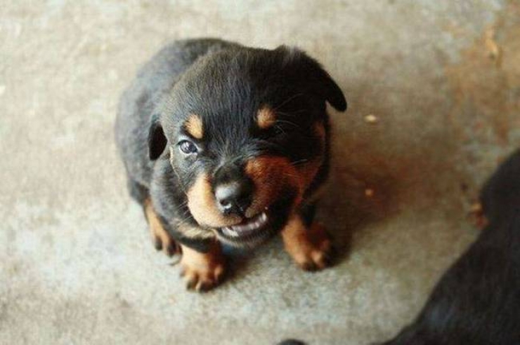 Illustration de l'article : 15 animaux qui jouent les gros durs, mais qui sont tellement mignons