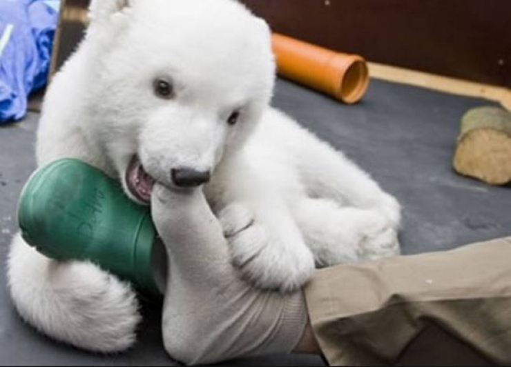 Illustration de l'article : 15 animaux qui jouent les gros durs, mais qui sont tellement mignons