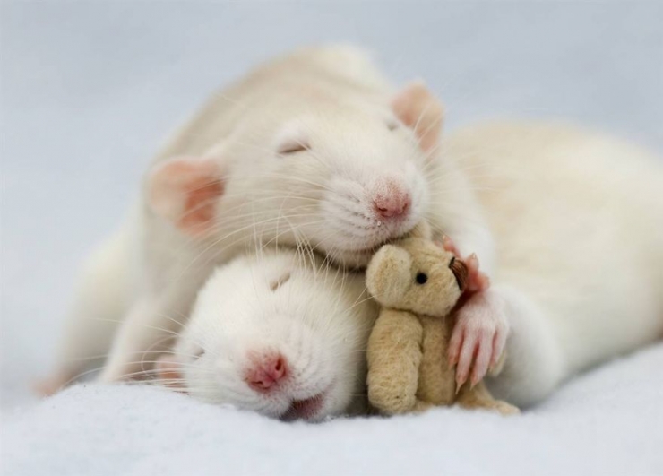 Illustration de l'article : Les rats sont, eux aussi, d'adorables animaux de compagnie. Ces 16 photos le prouvent