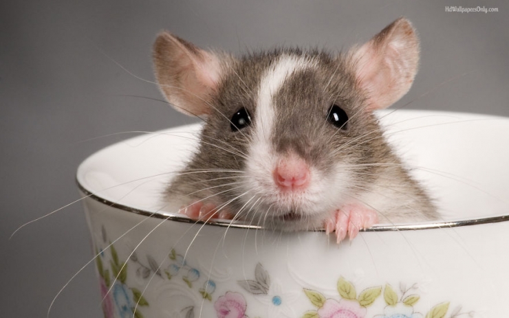 Illustration de l'article : Les rats sont, eux aussi, d'adorables animaux de compagnie. Ces 16 photos le prouvent