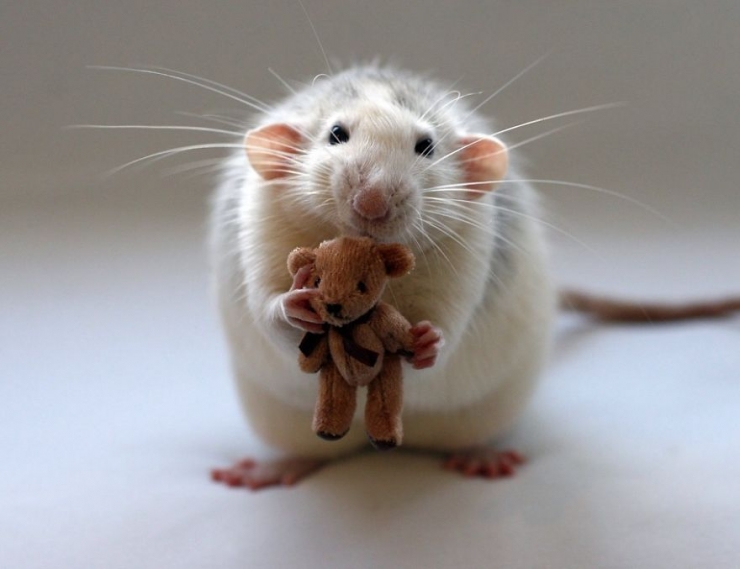 Illustration de l'article : Les rats sont, eux aussi, d'adorables animaux de compagnie. Ces 16 photos le prouvent