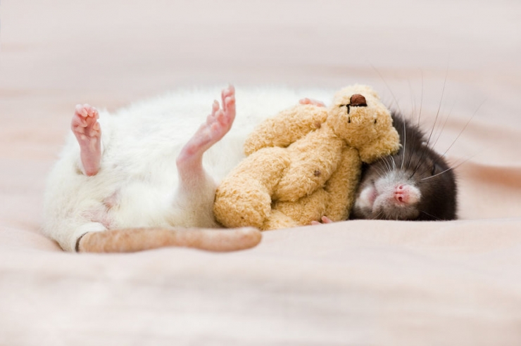 Illustration de l'article : Les rats sont, eux aussi, d'adorables animaux de compagnie. Ces 16 photos le prouvent