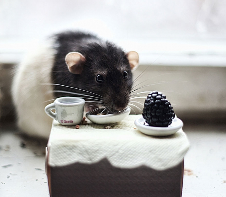 Illustration de l'article : Les rats sont, eux aussi, d'adorables animaux de compagnie. Ces 16 photos le prouvent
