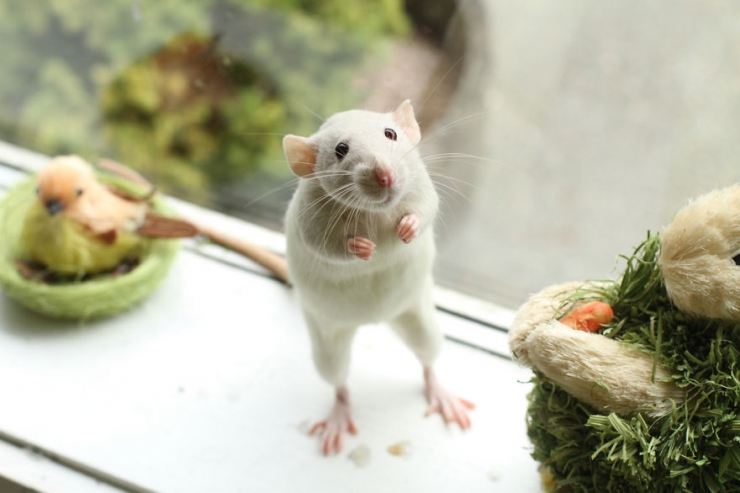 Illustration de l'article : Les rats sont, eux aussi, d'adorables animaux de compagnie. Ces 16 photos le prouvent