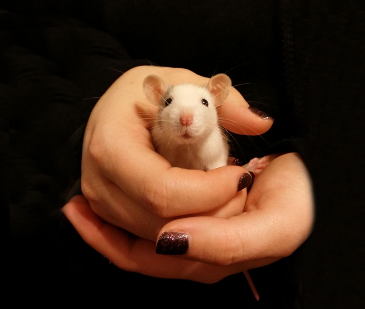 Illustration de l'article : Les rats sont, eux aussi, d'adorables animaux de compagnie. Ces 16 photos le prouvent