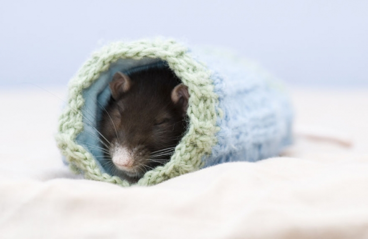 Illustration de l'article : Les rats sont, eux aussi, d'adorables animaux de compagnie. Ces 16 photos le prouvent