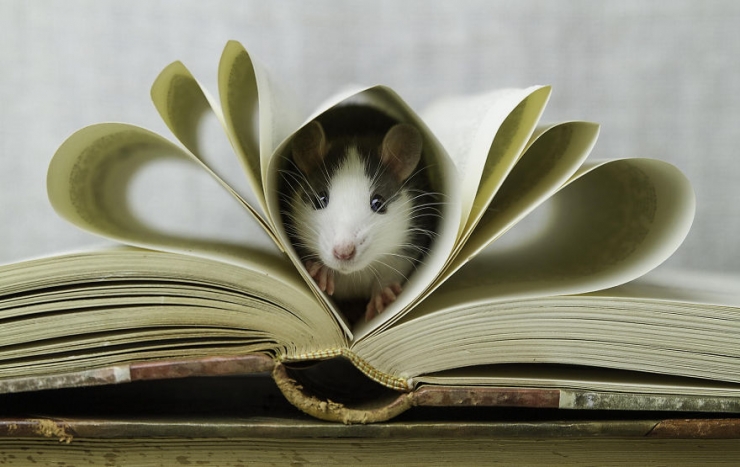 Illustration de l'article : Les rats sont, eux aussi, d'adorables animaux de compagnie. Ces 16 photos le prouvent