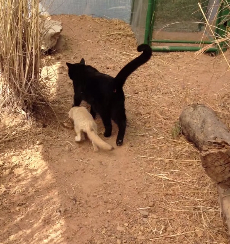 Illustration de l'article : Un fennec totalement ravi de retrouver son ami chat