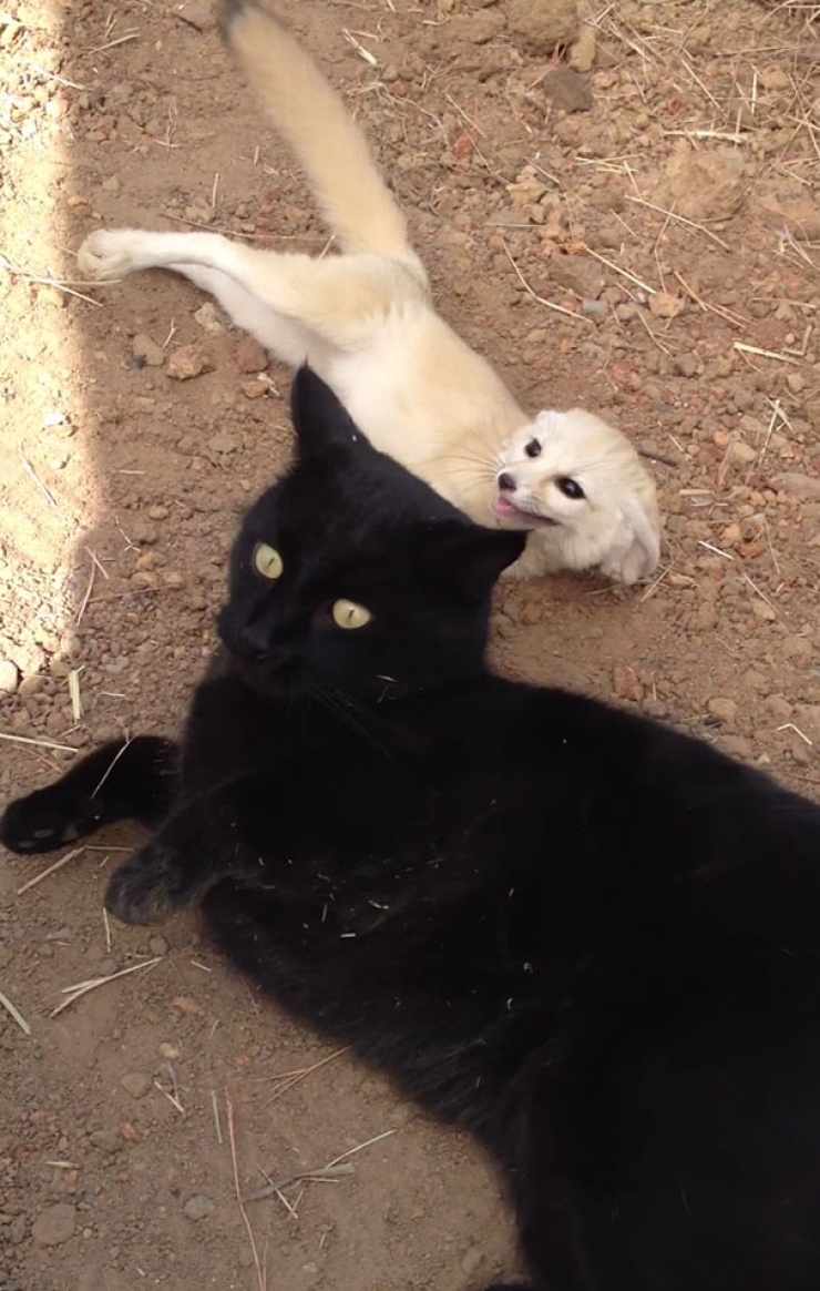 Illustration de l'article : Un fennec totalement ravi de retrouver son ami chat