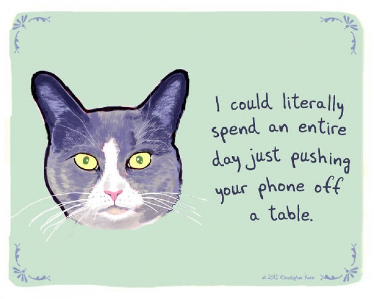 Illustration de l'article : Chiens et chats livrent leurs confessions secr&egrave;tes (14 photos)