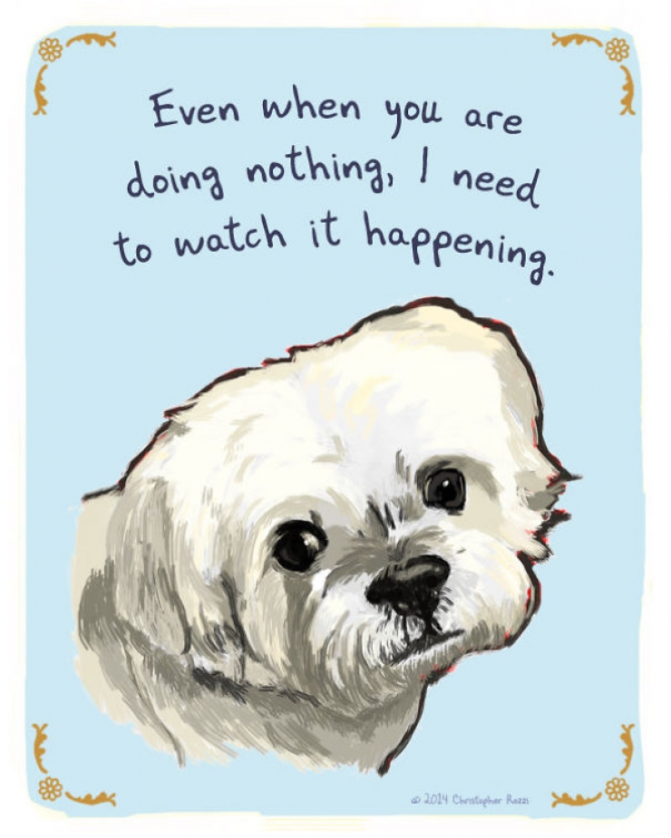 Illustration de l'article : Chiens et chats livrent leurs confessions secr&egrave;tes (14 photos)