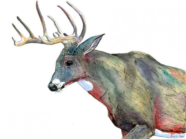 Illustration de l'article : Elle peint de magnifiques aquarelles repr&eacute;sentant les animaux qu'elle a c&ocirc;toy&eacute;s durant trois ans