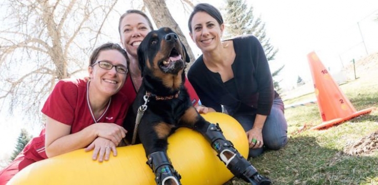 Illustration de l'article : Ce n'est pas une, mais quatre proth&egrave;ses de pattes qui ont &eacute;t&eacute; donn&eacute;es &agrave; Brutus, qui peut enfin vivre sa vie de chien