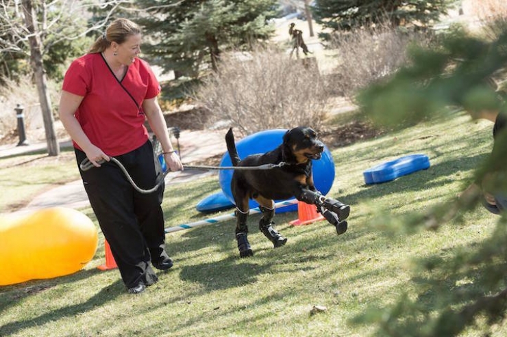 Illustration de l'article : Ce n'est pas une, mais quatre proth&egrave;ses de pattes qui ont &eacute;t&eacute; donn&eacute;es &agrave; Brutus, qui peut enfin vivre sa vie de chien
