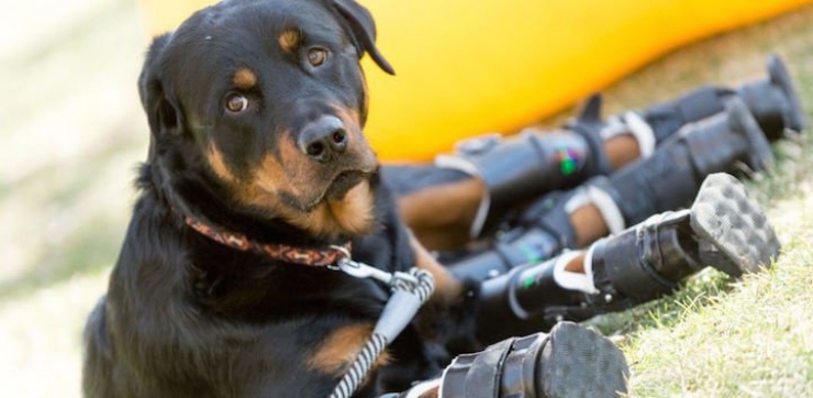 Illustration de l'article : Ce n'est pas une, mais quatre proth&egrave;ses de pattes qui ont &eacute;t&eacute; donn&eacute;es &agrave; Brutus, qui peut enfin vivre sa vie de chien