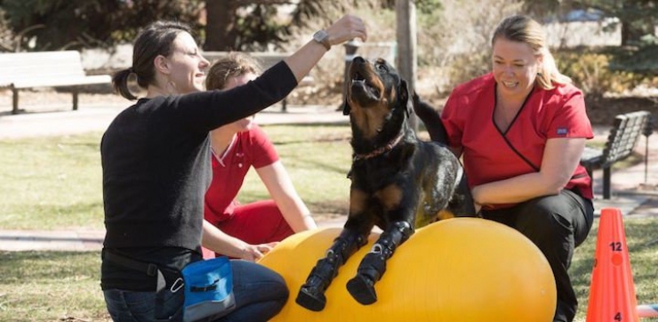 Illustration de l'article : Ce n'est pas une, mais quatre proth&egrave;ses de pattes qui ont &eacute;t&eacute; donn&eacute;es &agrave; Brutus, qui peut enfin vivre sa vie de chien