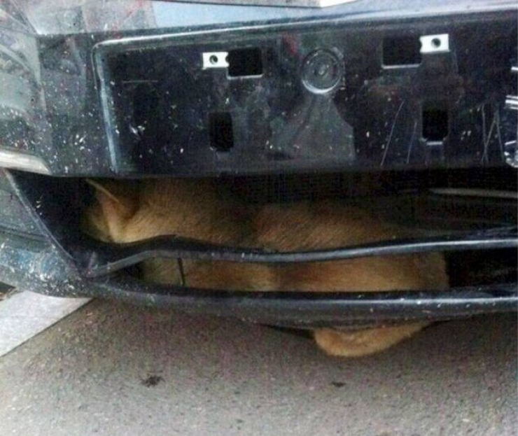 Illustration de l'article : Un miracle que ce chien coinc&eacute; dans un pare-choc ait surv&eacute;cu