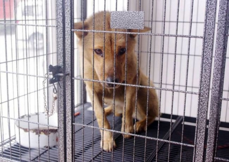 Illustration de l'article : Un miracle que ce chien coinc&eacute; dans un pare-choc ait surv&eacute;cu