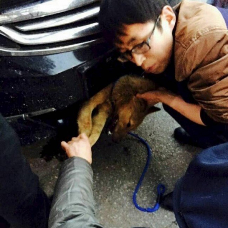 Illustration de l'article : Un miracle que ce chien coinc&eacute; dans un pare-choc ait surv&eacute;cu