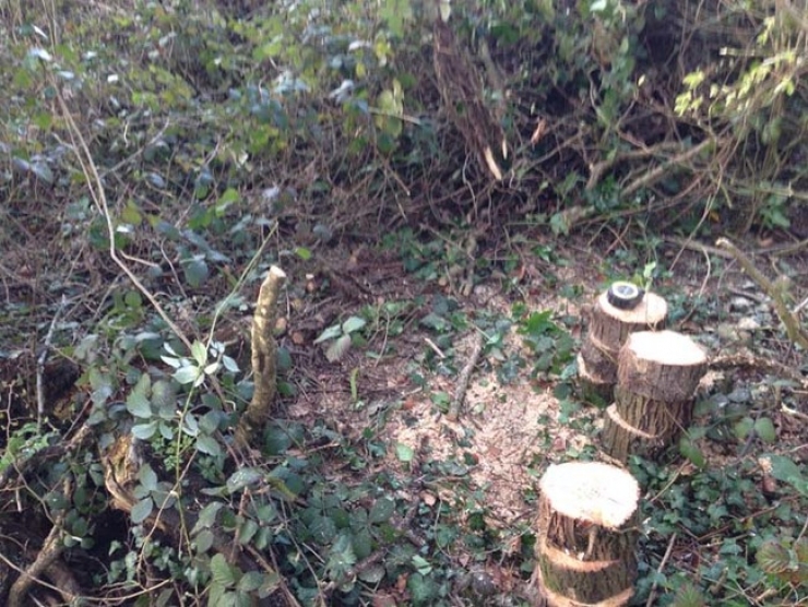 Illustration de l'article : Un arbre tombe dans sa cour et ce qu'il va construire pour son chat est excellent ! Un g&eacute;nie !