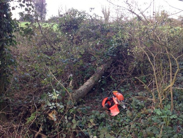 Illustration de l'article : Un arbre tombe dans sa cour et ce qu'il va construire pour son chat est excellent ! Un g&eacute;nie !
