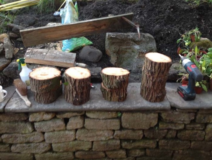 Illustration de l'article : Un arbre tombe dans sa cour et ce qu'il va construire pour son chat est excellent ! Un g&eacute;nie !