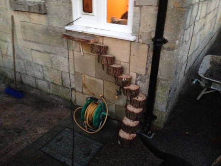 Illustration de l'article : Un arbre tombe dans sa cour et ce qu'il va construire pour son chat est excellent ! Un g&eacute;nie !