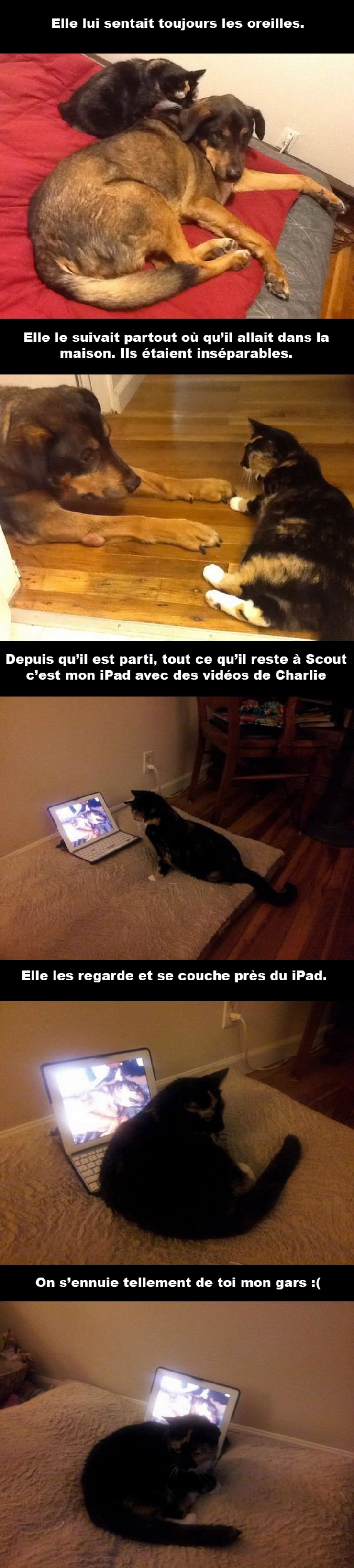 Illustration de l'article : Ce chien est décédé il y a 2 semaines, la réaction de ce chat qui ne s'en remet pas est touchante...