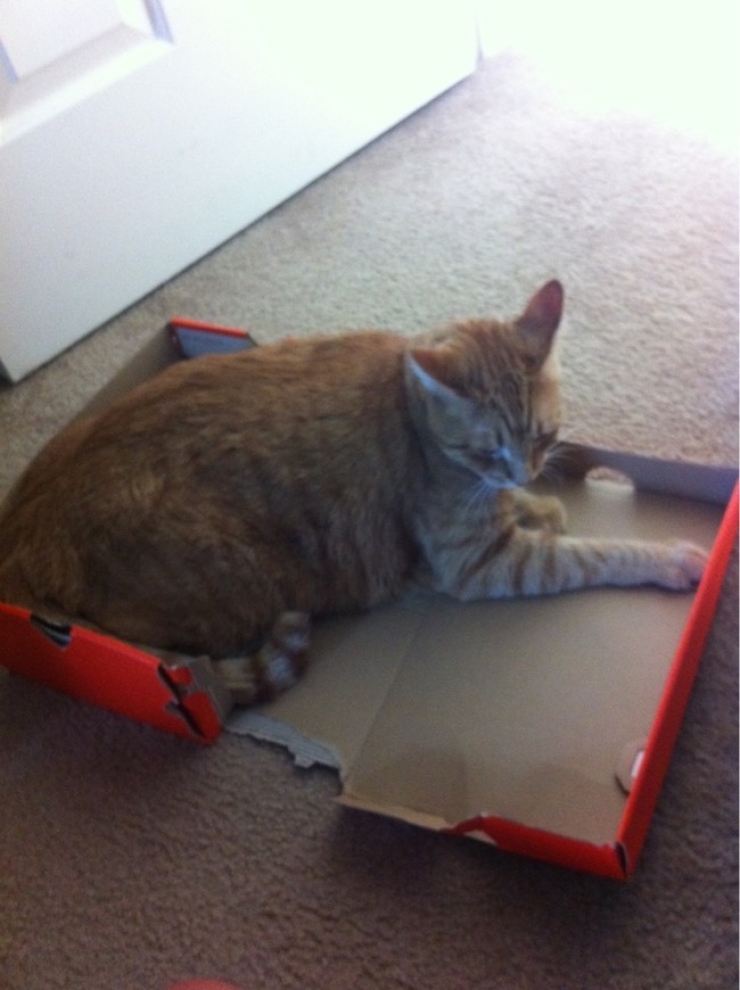 Illustration de l'article : Ces 22 chats qui s'installent ou ils veulent...Ce sont eux qui d&eacute;cident, pas vous !