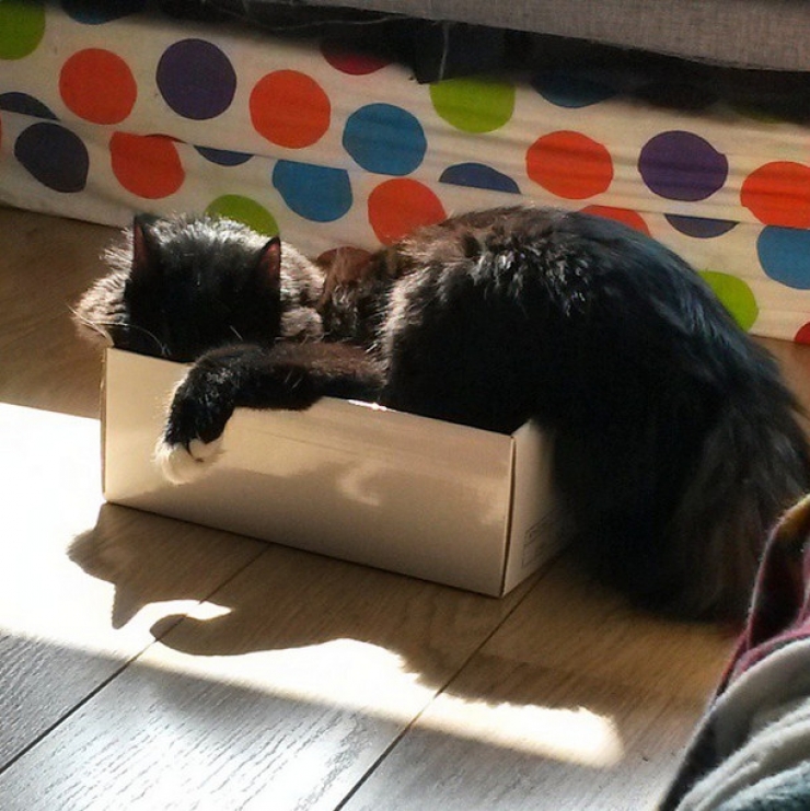 Illustration de l'article : Ces 22 chats qui s'installent ou ils veulent...Ce sont eux qui d&eacute;cident, pas vous !