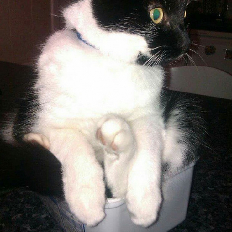 Illustration de l'article : Ces 22 chats qui s'installent ou ils veulent...Ce sont eux qui d&eacute;cident, pas vous !