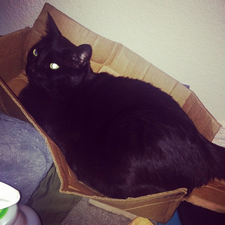 Illustration de l'article : Ces 22 chats qui s'installent ou ils veulent...Ce sont eux qui d&eacute;cident, pas vous !