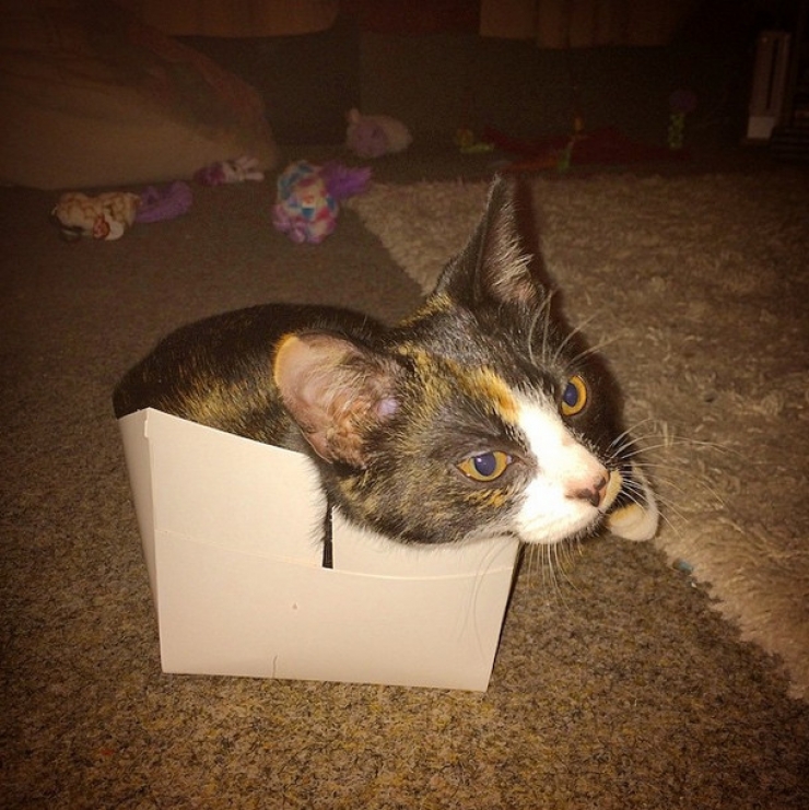 Illustration de l'article : Ces 22 chats qui s'installent ou ils veulent...Ce sont eux qui d&eacute;cident, pas vous !