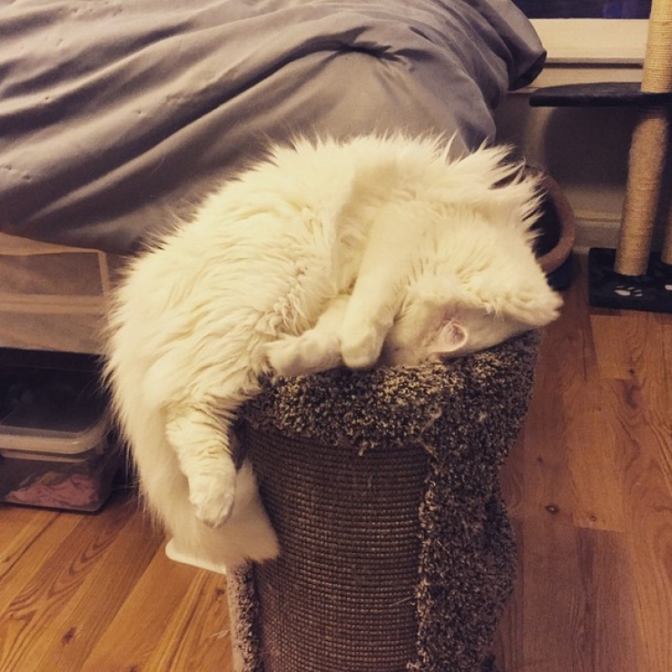 Illustration de l'article : Ces 22 chats qui s'installent ou ils veulent...Ce sont eux qui d&eacute;cident, pas vous !