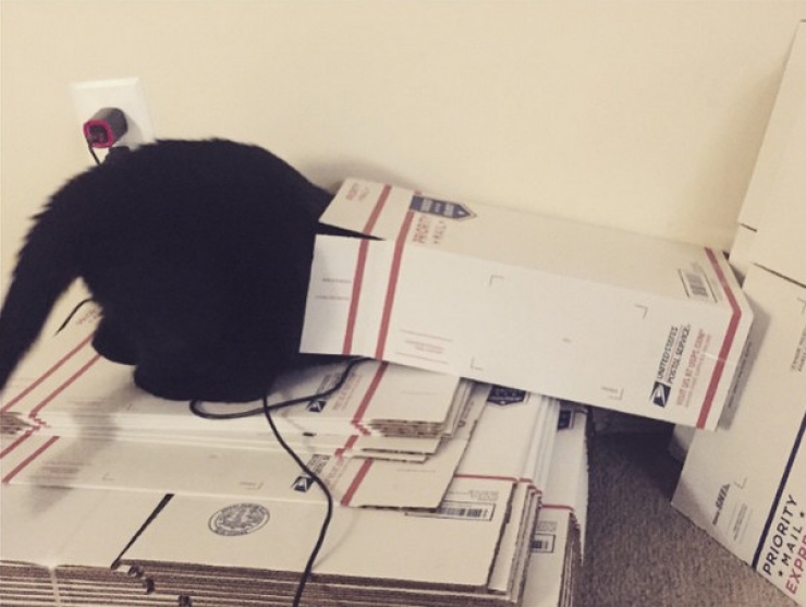 Illustration de l'article : Ces 22 chats qui s'installent ou ils veulent...Ce sont eux qui d&eacute;cident, pas vous !