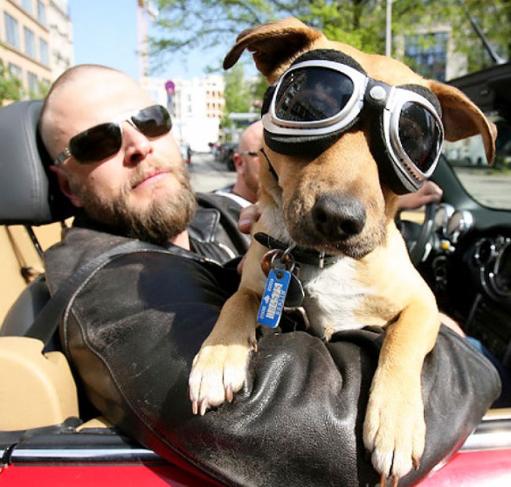 Illustration de l'article : Qui se ressemble s'assemble : 16 duos maître/animal qui sont faits les uns pour les autres