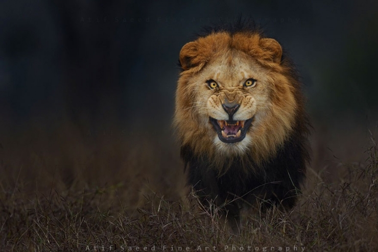 Illustration de l'article : Il photographie le lion qui s'apprête à l'attaquer ! Impressionnant !