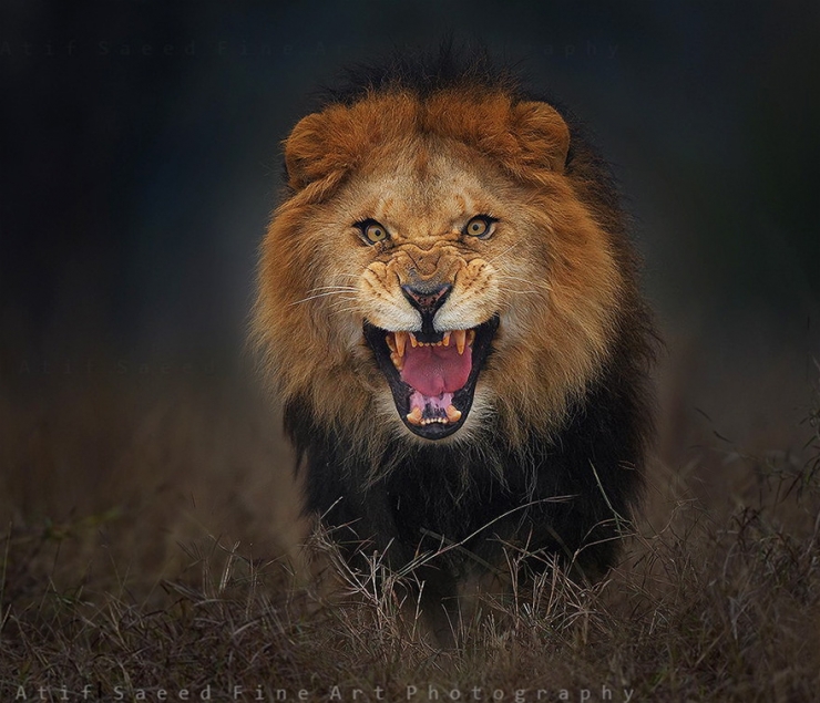 Illustration de l'article : Il photographie le lion qui s'apprête à l'attaquer ! Impressionnant !